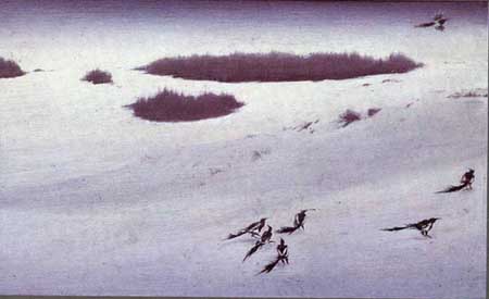 Magpies